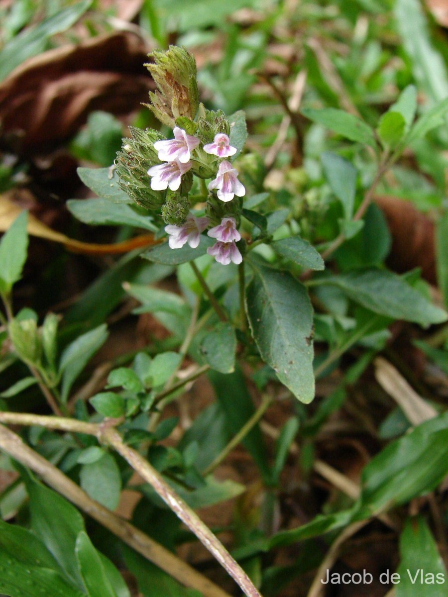 Lepidagathis fasciculata (Retz.) Nees